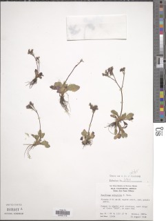 Micranthes eriophora image