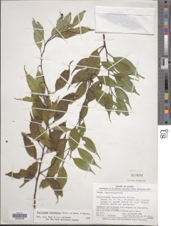 Image of Phyllonoma laticuspis