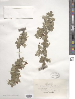 Ribes aureum var. gracillimum image
