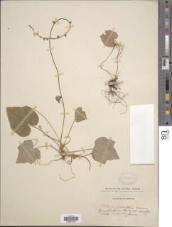 Ozomelis diversifolia image