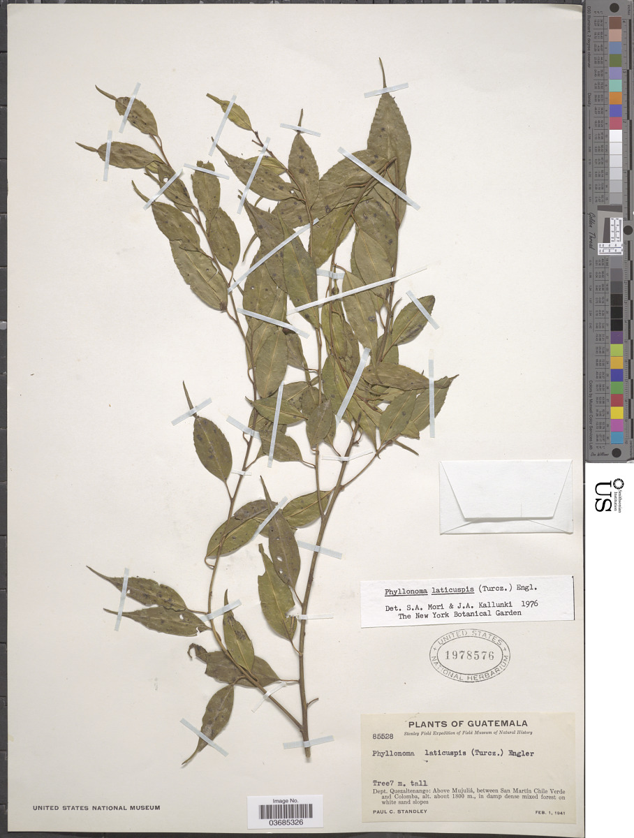 Phyllonomaceae image