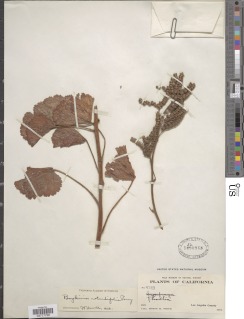 Image of Boykinia rotundifolia
