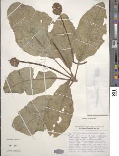 Image of Dorstenia ellenbeckiana