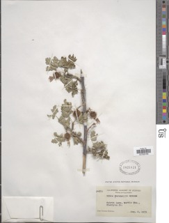Ribes marshallii image