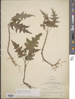 Image of Dorstenia choconiana