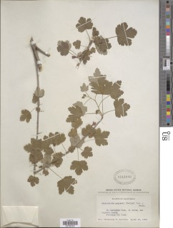 Ribes divaricatum var. parishii image