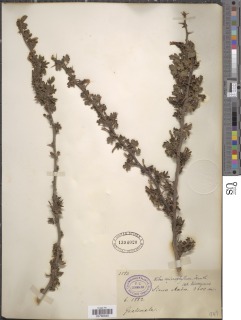 Image of Grossularia microphylla