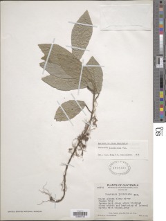 Dorstenia lindeniana image