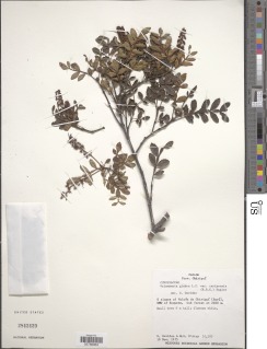 Image of Weinmannia glabra
