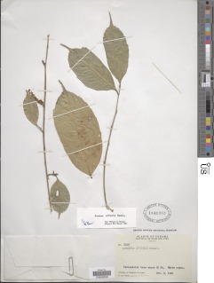 Sorocea affinis image