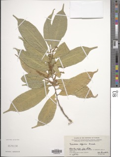 Sorocea affinis image