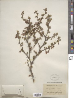 Ribes roezlii var. amictum image
