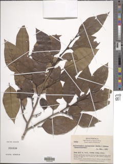 Image of Molinadendron guatemalense
