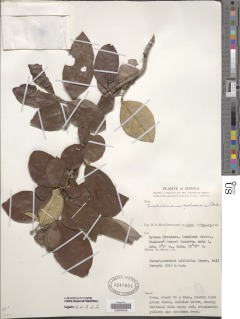 Trichocladus ellipticus image