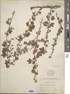 Ribes divaricatum var. parishii image