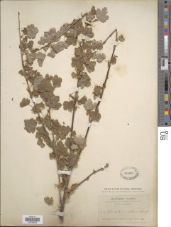 Ribes divaricatum image