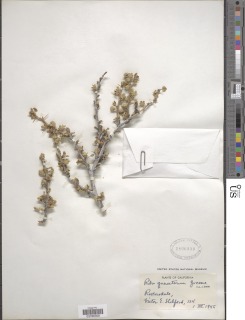 Ribes quercetorum image