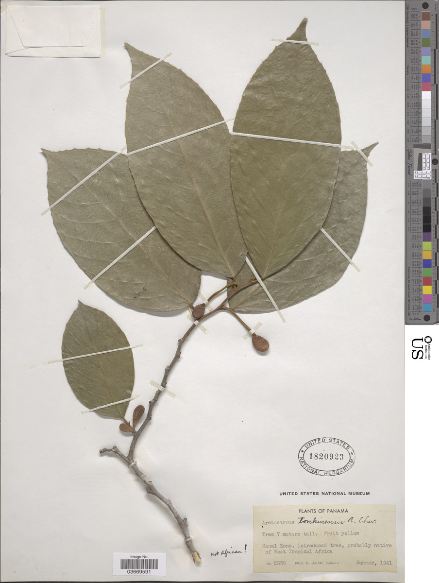 Artocarpus tonkinensis image