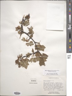 Ribes ciliatum image