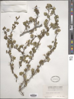Ribes californicum var. hesperium image