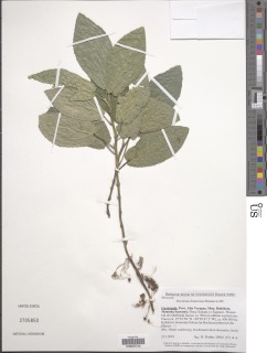 Dorstenia lindeniana image