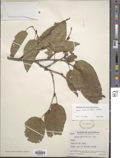 Image of Morus celtidifolia