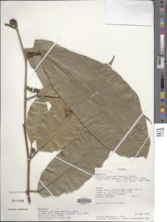 Image of Sorocea pubivena
