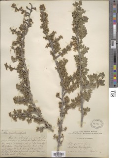 Image of Ribes quercetorum
