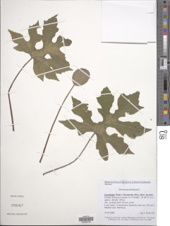 Dorstenia arifolia image