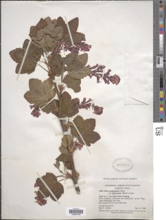 Ribes sanguineum image