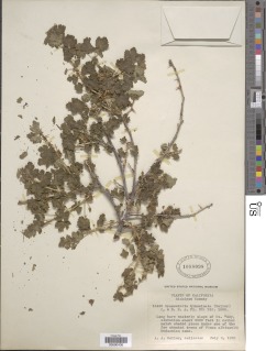 Ribes binominatum image