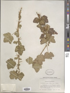 Ribes amarum image