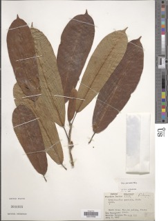 Ficus paraensis image