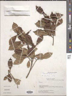 Image of Ficus membranacea