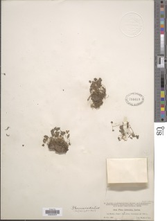 Image of Pilea herniarioides