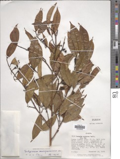 Trilepisium madagascariense image
