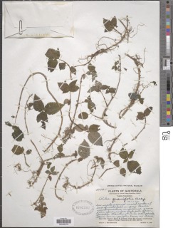 Pilea quercifolia image