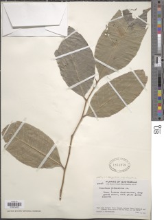 Brosimum alicastrum subsp. alicastrum image