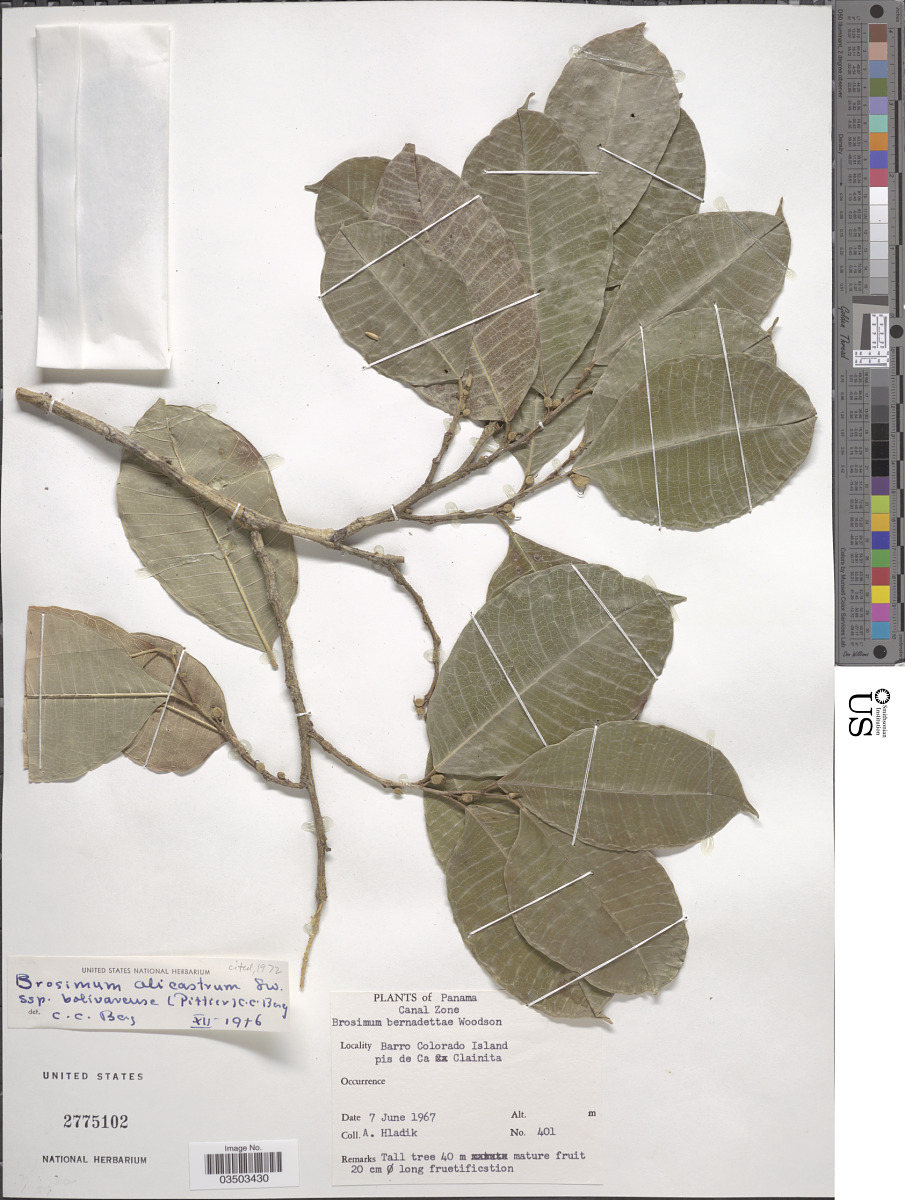 Brosimum alicastrum subsp. bolivarense image