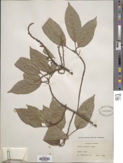 Ficus botryocarpa subsp. hirtella image