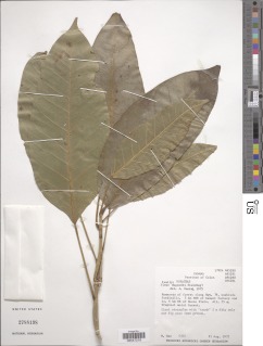 Ficus dugandii image