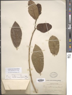 Image of Ficus crassinervia