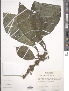 Pilea pteropodon image