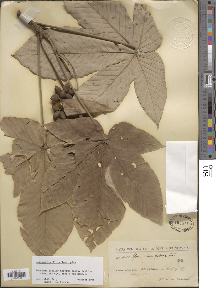 Pourouma bicolor subsp. scobina image