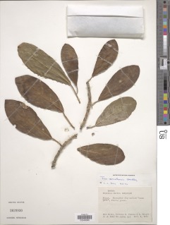Image of Ficus zarzalensis