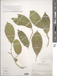 Ficus pertusa image