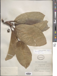 Image of Ficus lutea