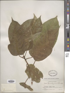 Image of Ficus hemsleyana