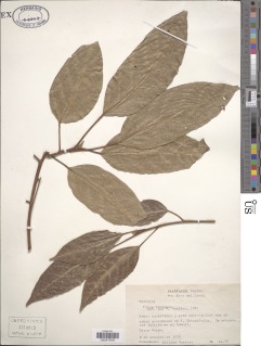 Ficus racemosa image