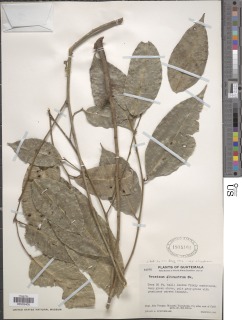 Brosimum alicastrum subsp. alicastrum image
